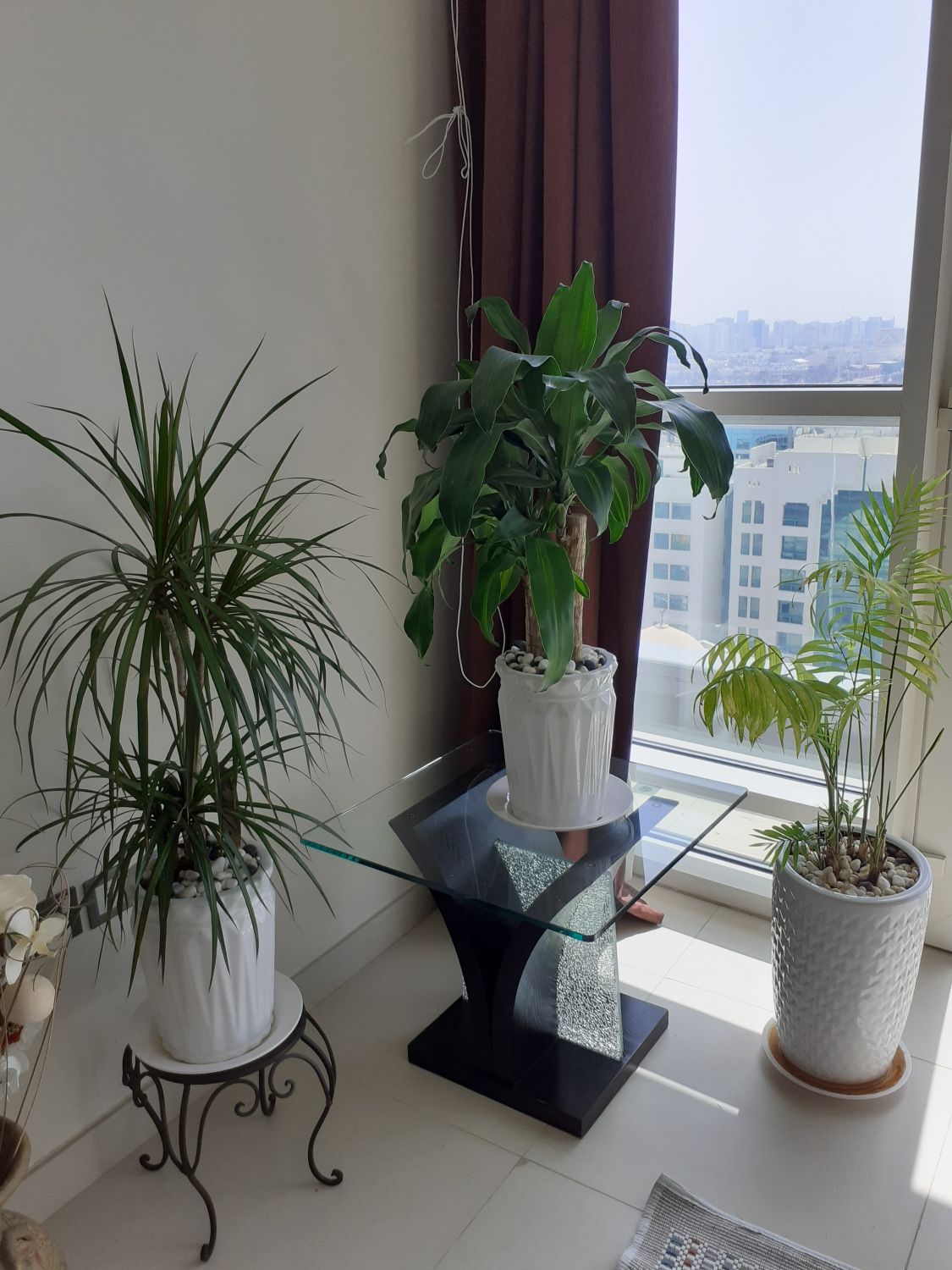 Plants for sale, gardening in the United Arab Emirates