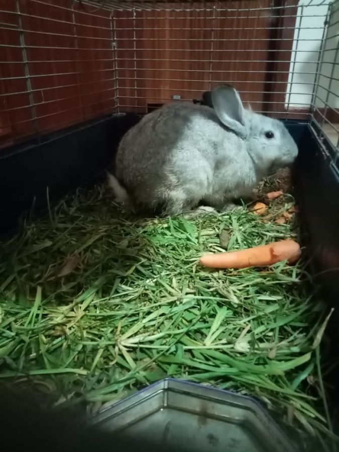 Light Grey Rabbit for sale, pets for sale Jeddah in Saudi Arabia