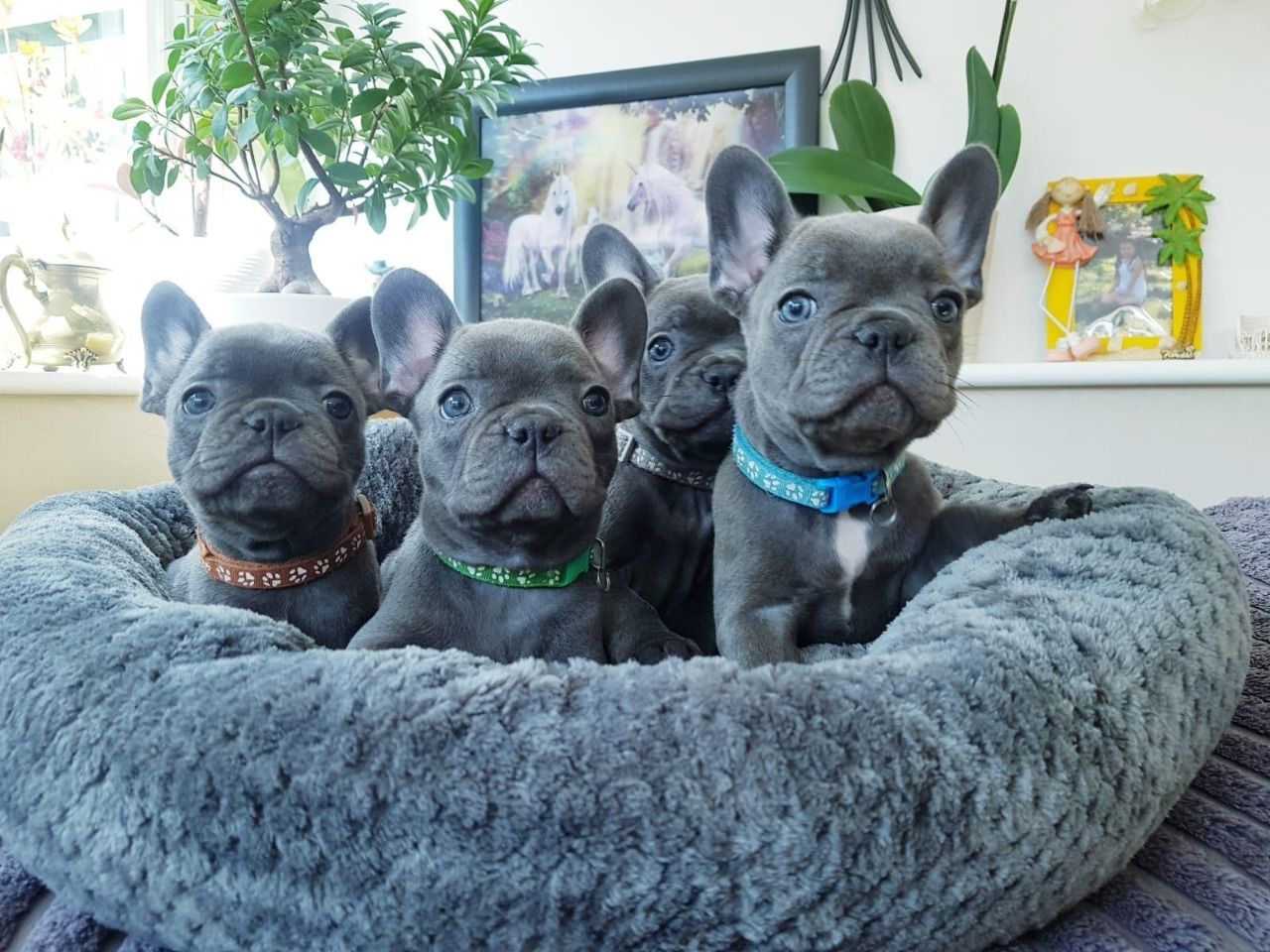Adorable Blue French Bulldog Puppies Pets For Sale Toronto In Canada