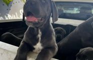 Italian Cane Corso Puppies For Sale