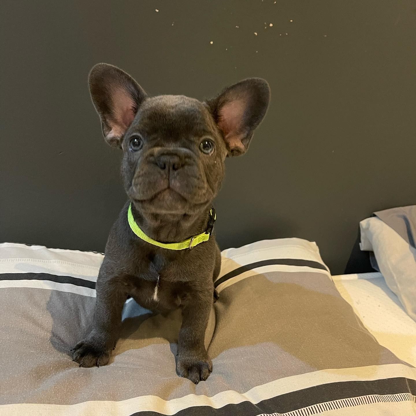 Adorable  French Bulldog  Puppies  available 