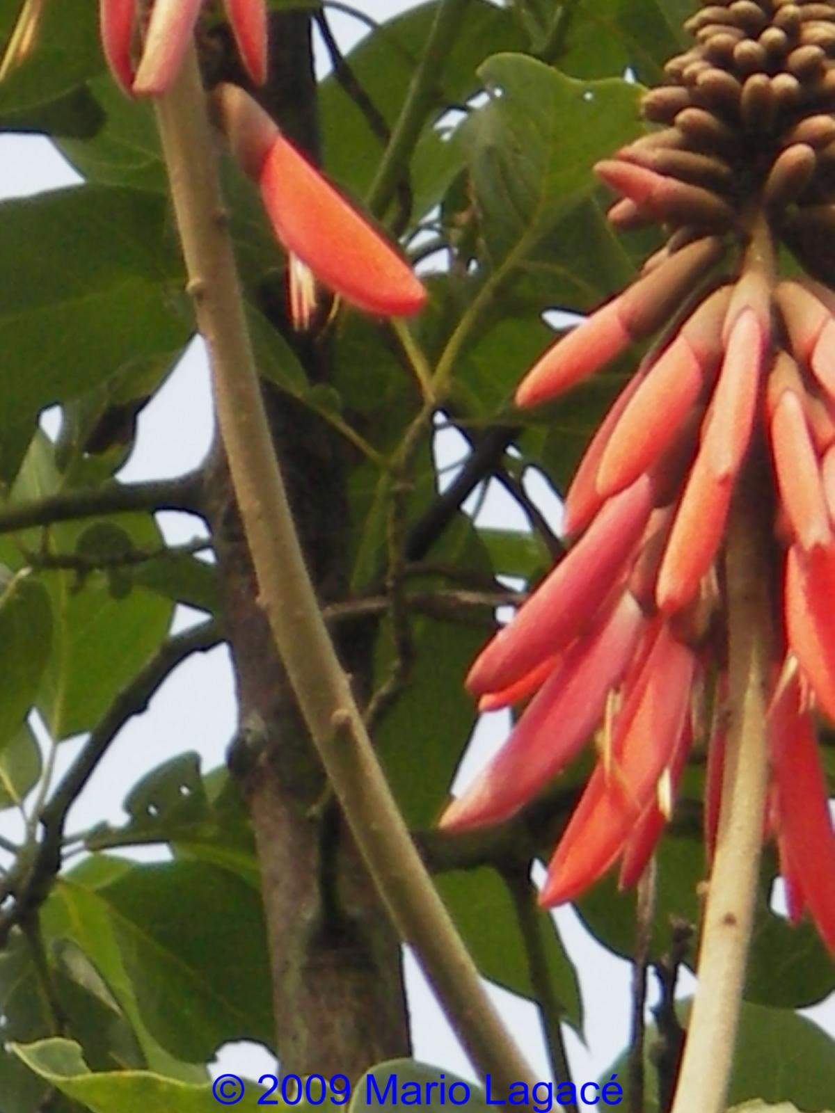 Looking for volunteers on Organic Farm in Stann Creek District