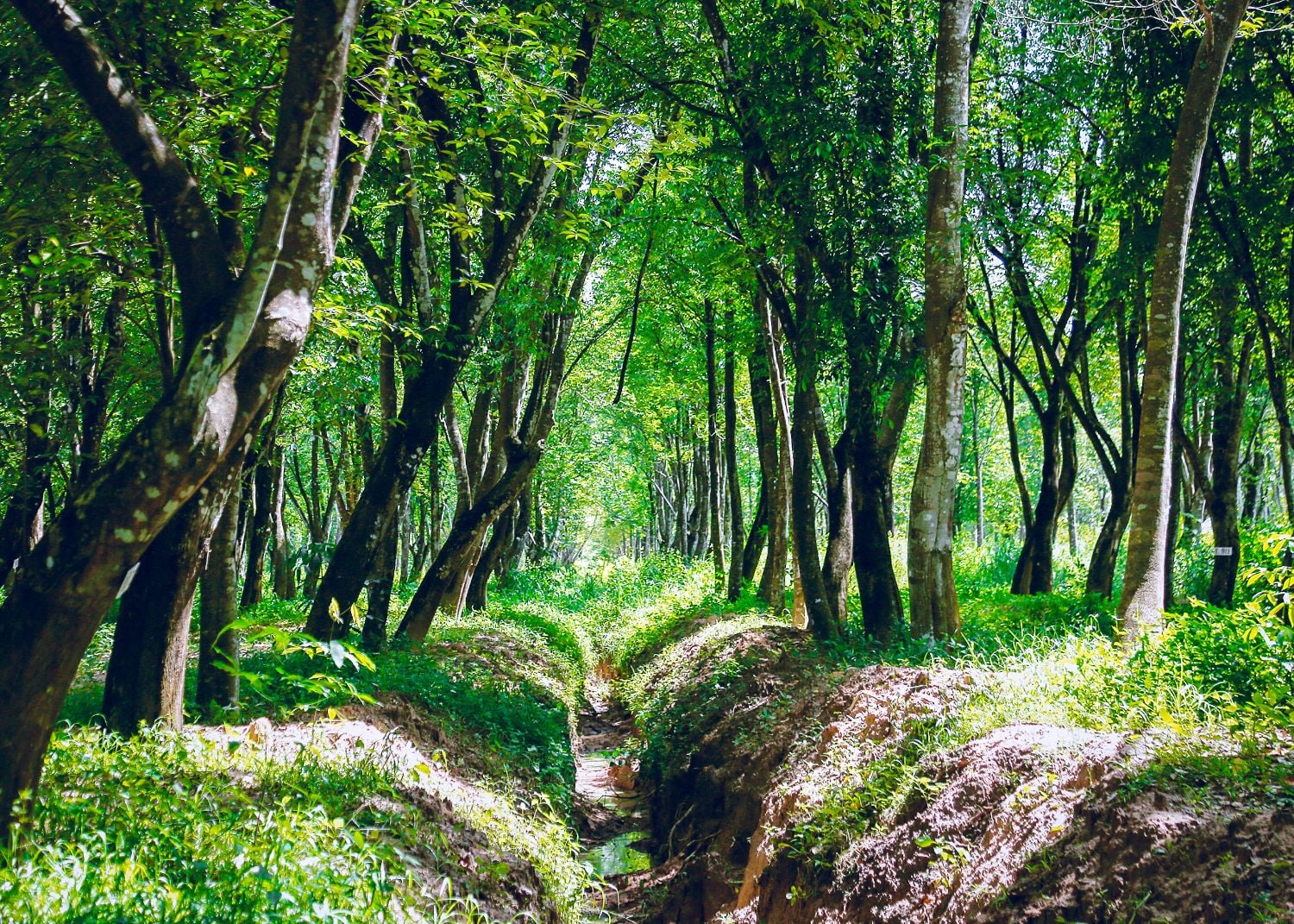 À la recherche de partenaires commerciaux – Bois d'agar vietnamien 100 % pur (Oud)