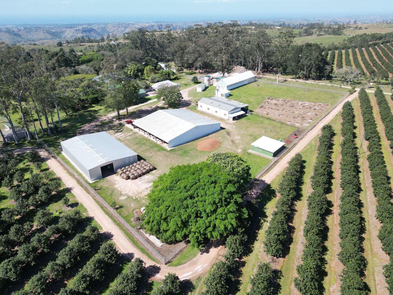 Macadamia Nut Farm For Sale