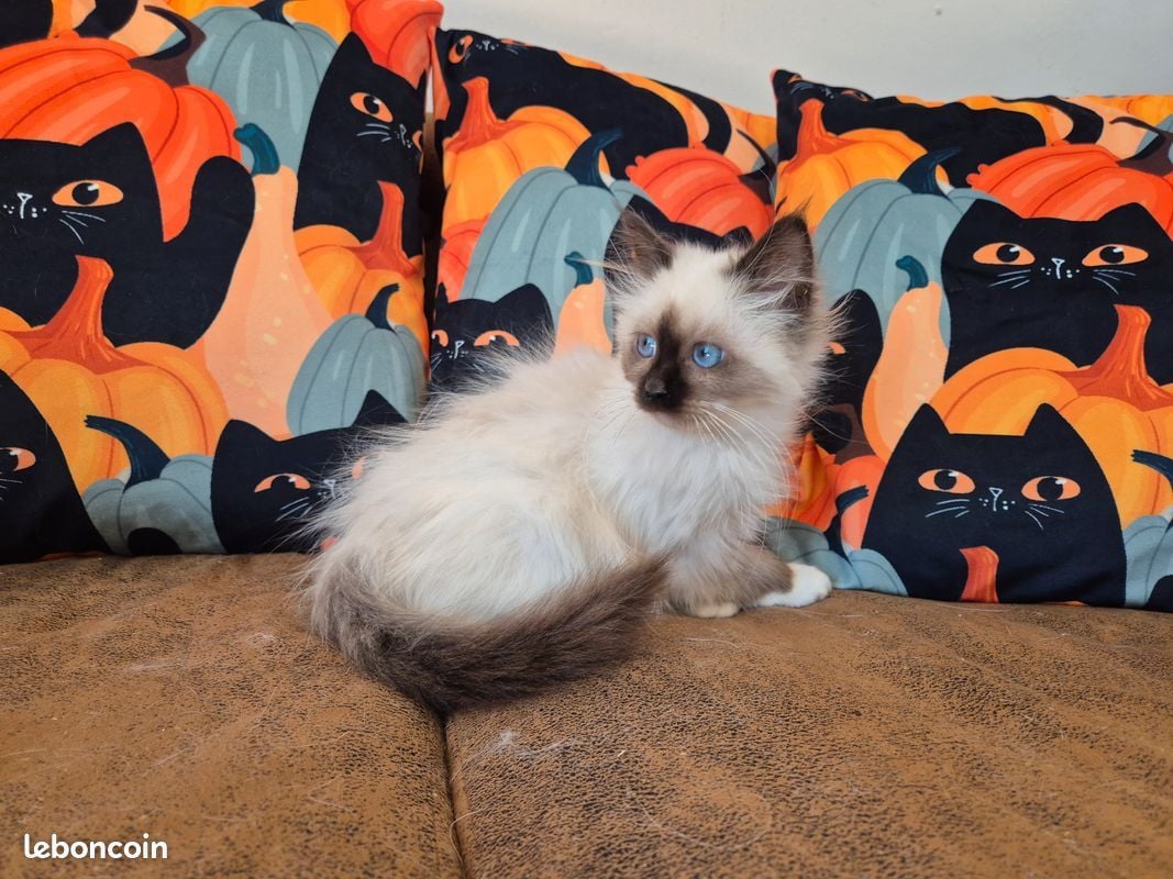 3 gattini irresistibili in adozione!