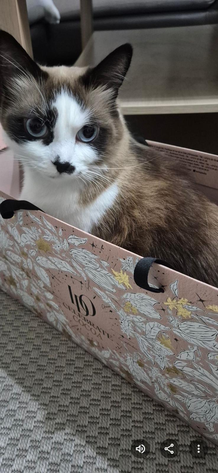 Gatto disponibile per l'adozione.