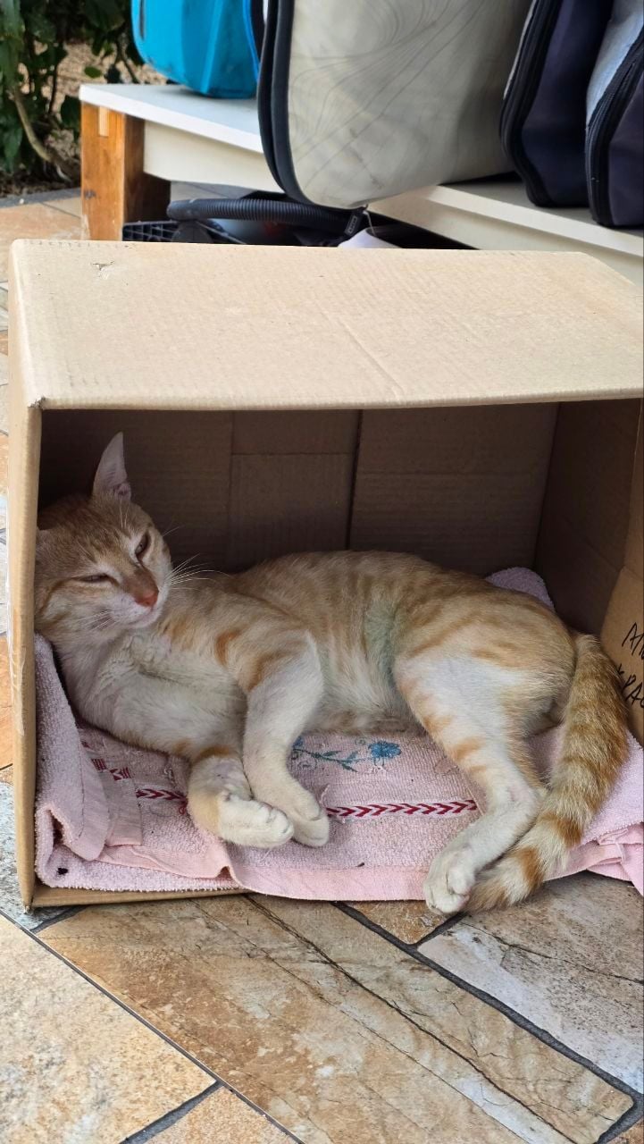 Ginger cat for adoption in Mauritius!