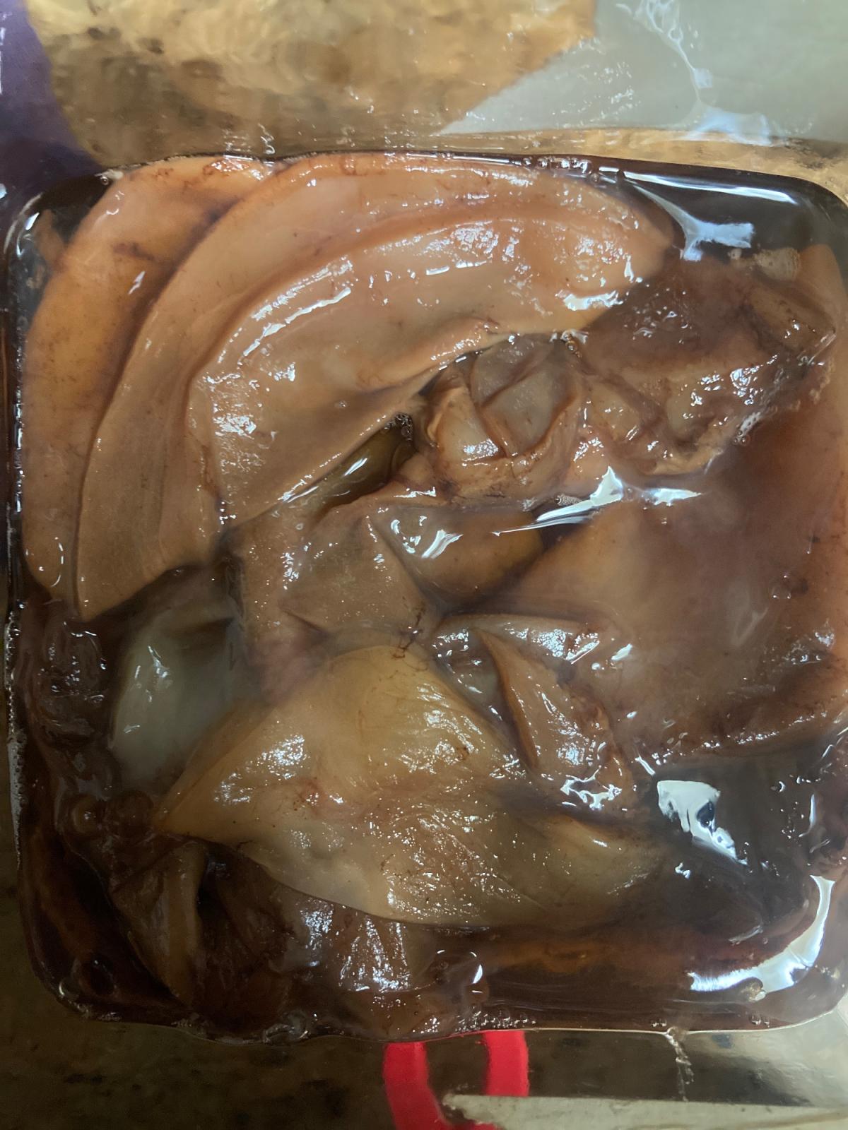 SCOBY for Kombucha tea