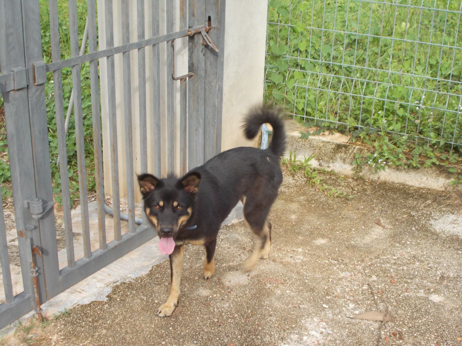 Fifi Seeks Loving Home