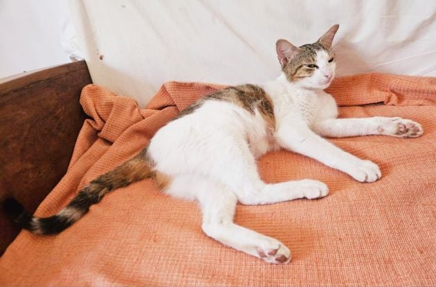 Cuddly cat available for adoption