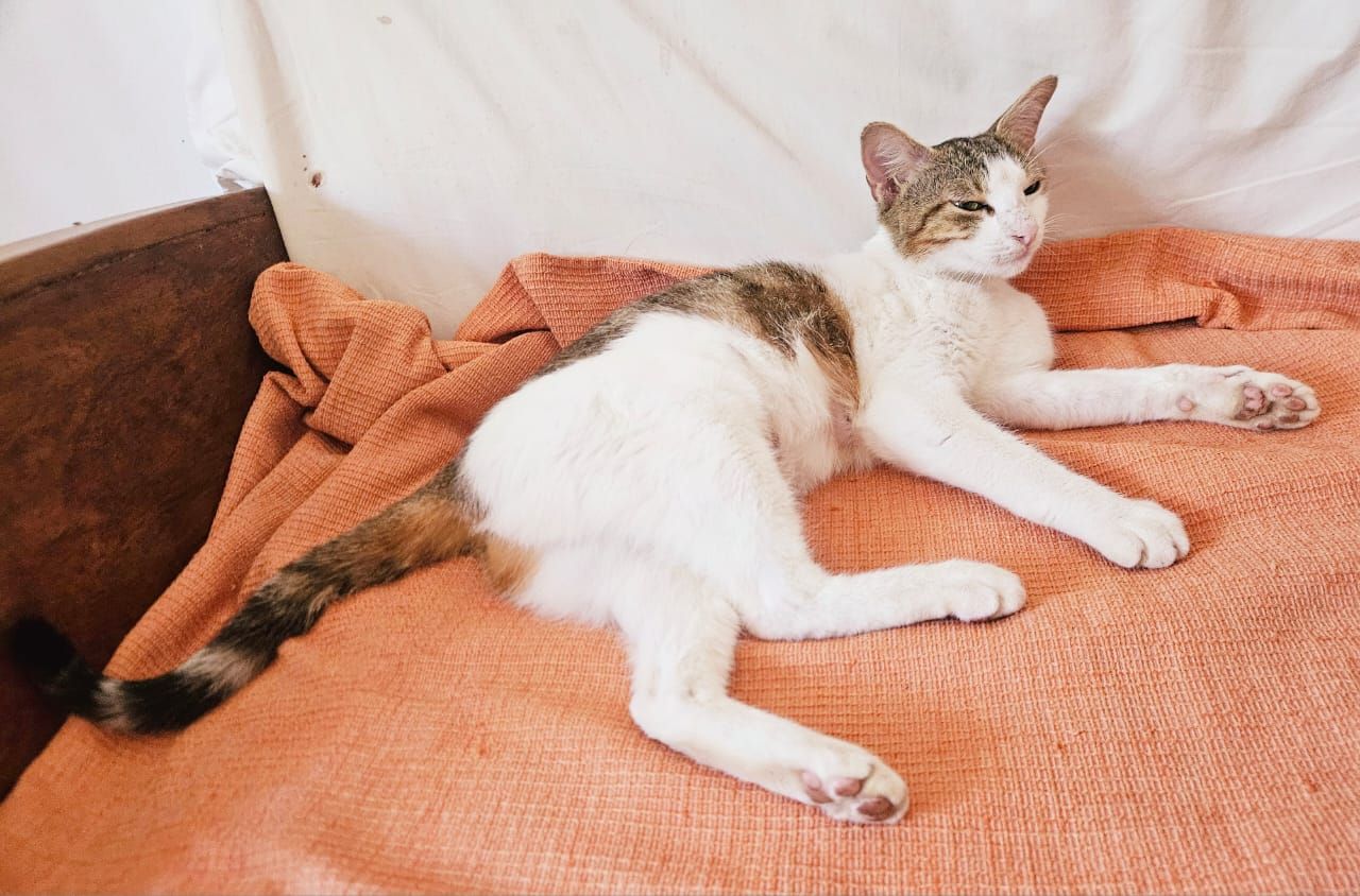 Chat calin à adopter