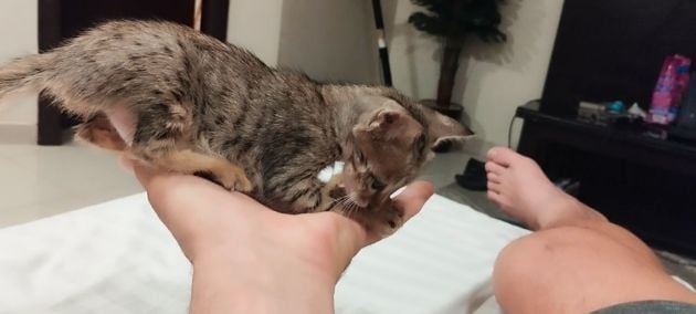 free healthy kitten 2 months