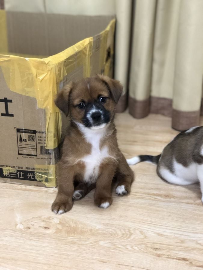 puppies to a good home near me
