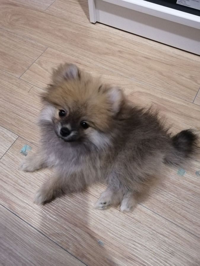 2 month old pomeranian puppy