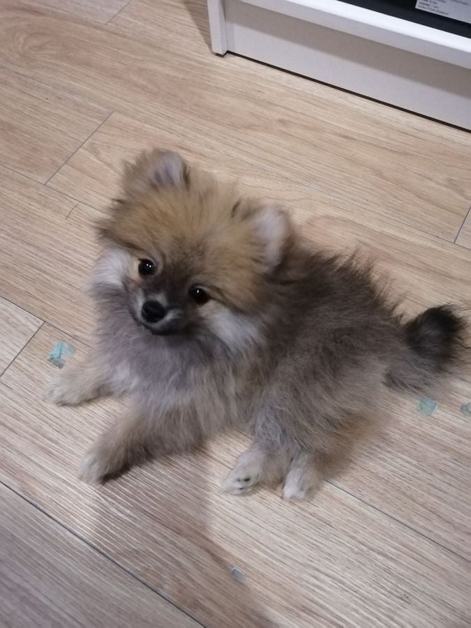 2 months old pomeranian puppy
