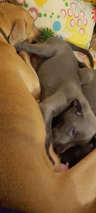 grey whippet puppies for sale