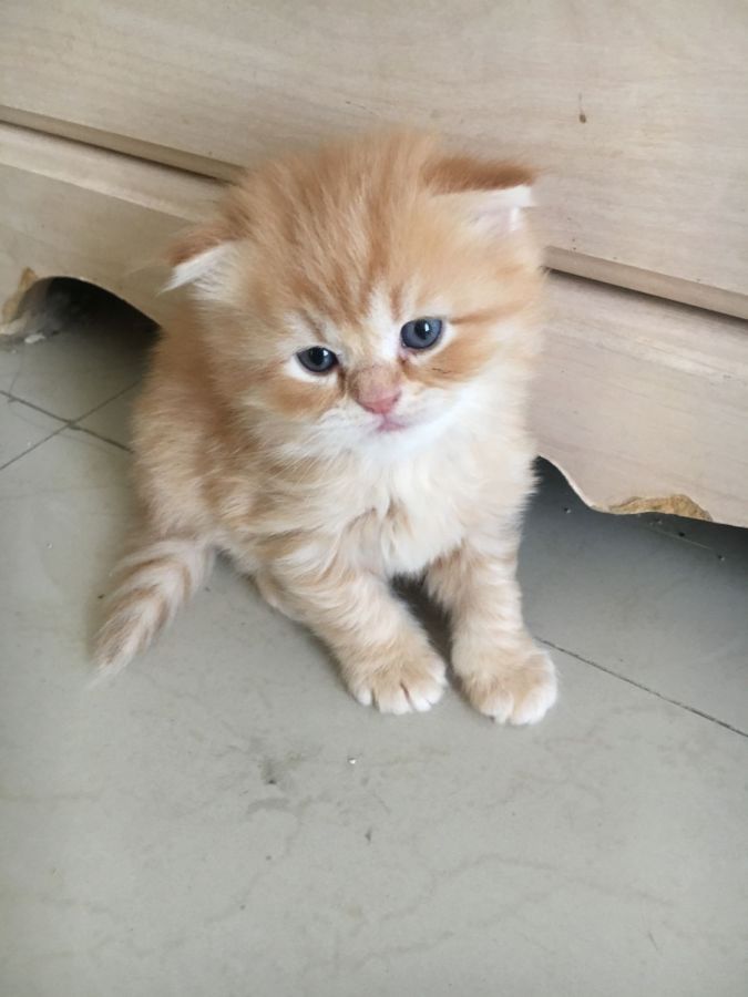 Persian kitten, pets for sale in Bahrain in Manama