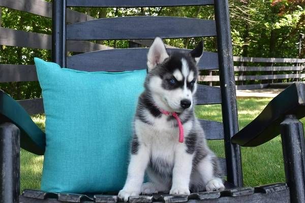 best place to buy husky puppies