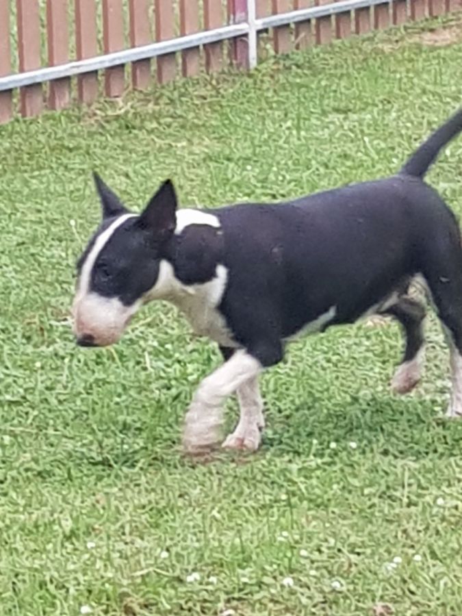 miniature bull terrier for sale