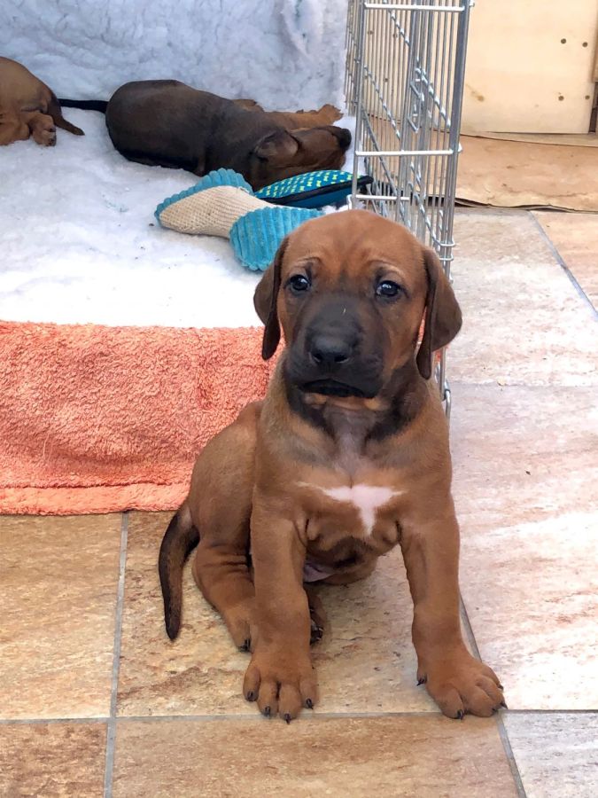 rhodesian ridgeback pedigree