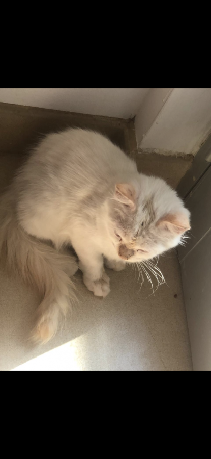 Kitten for a caring home, pets for sale in Saudi Arabia in Riyadh