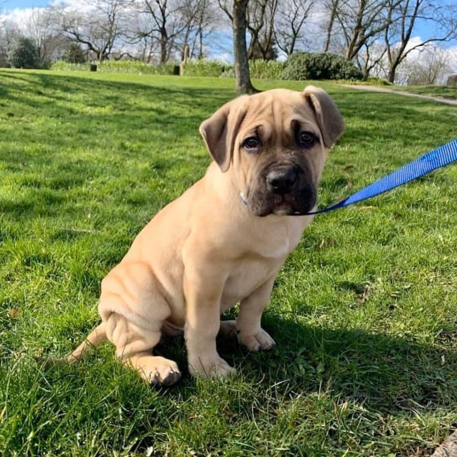 Cane corso male puppy for sale , pets for sale in Denmark