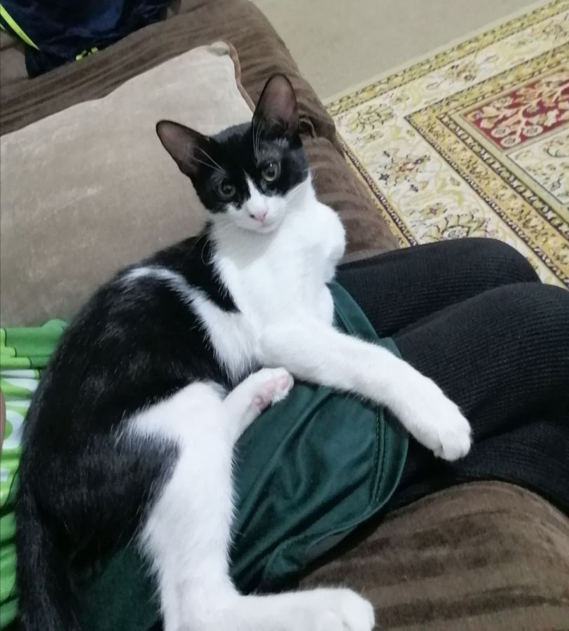 Rehoming a cat, pets for sale in Saudi Arabia in Riyadh