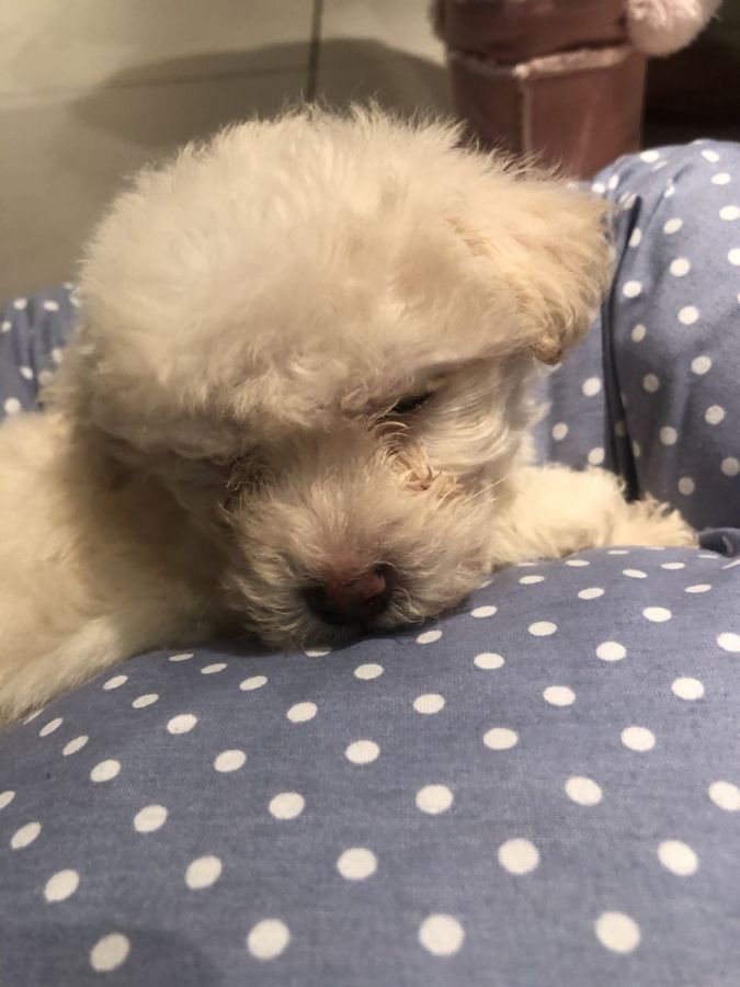 Bichon maltais à vendre , animaux à adopter en Tunisie à Tunis
