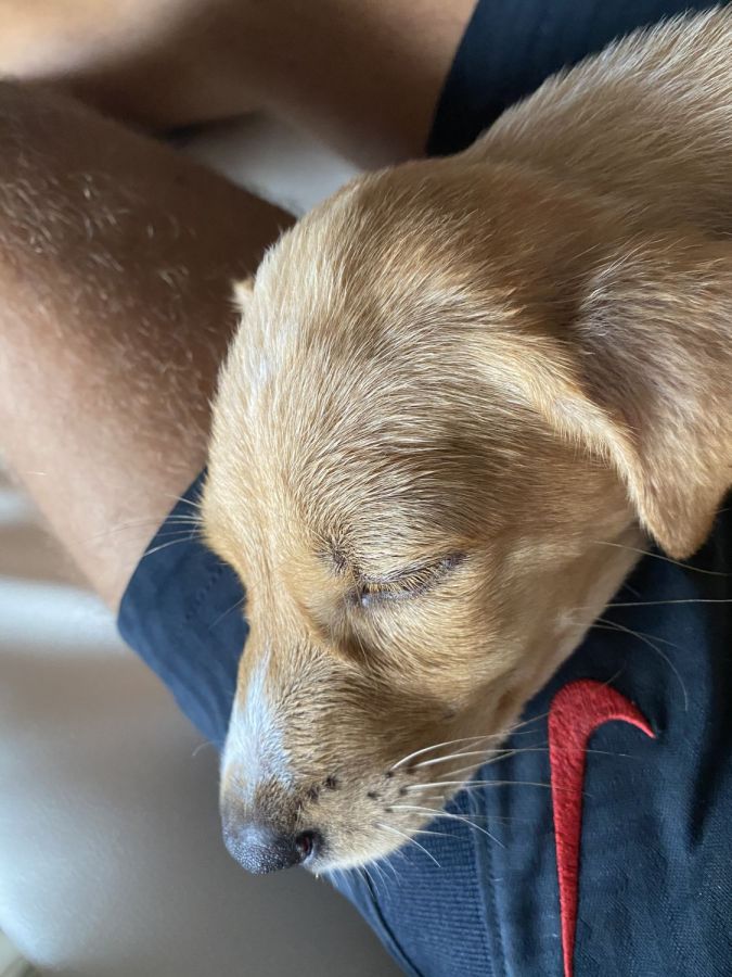 Donner petit bébé chien femelle, animaux à adopter à l'Ile