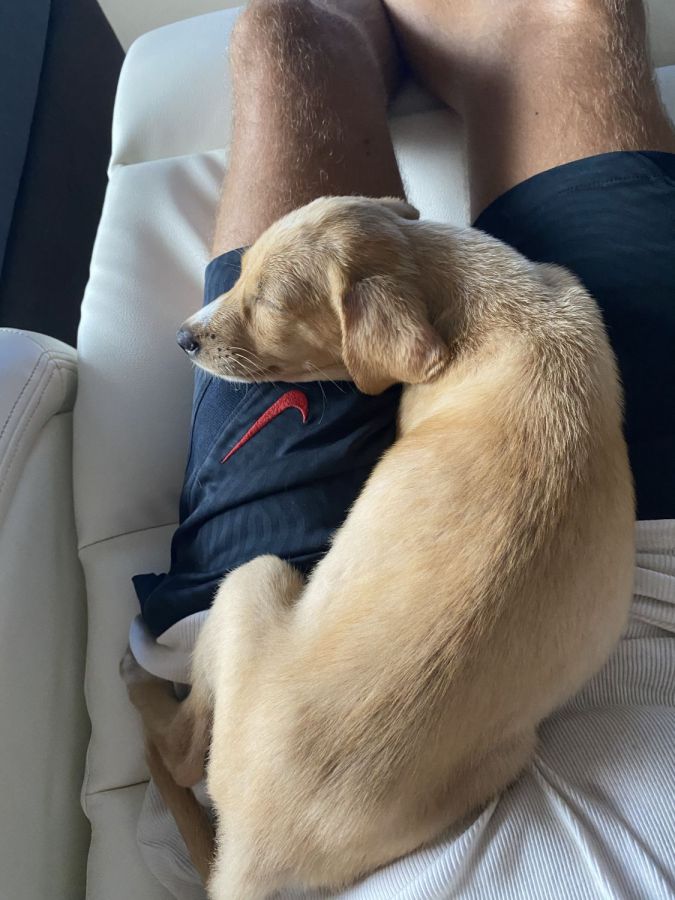 Donner petit bébé chien femelle, animaux à adopter à l'Ile