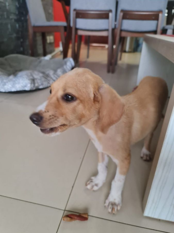 Donner petit bébé chien femelle, animaux à adopter à l'Ile
