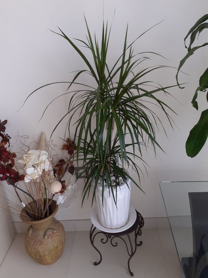 Plants for sale, gardening in the United Arab Emirates in Abu Dhabi