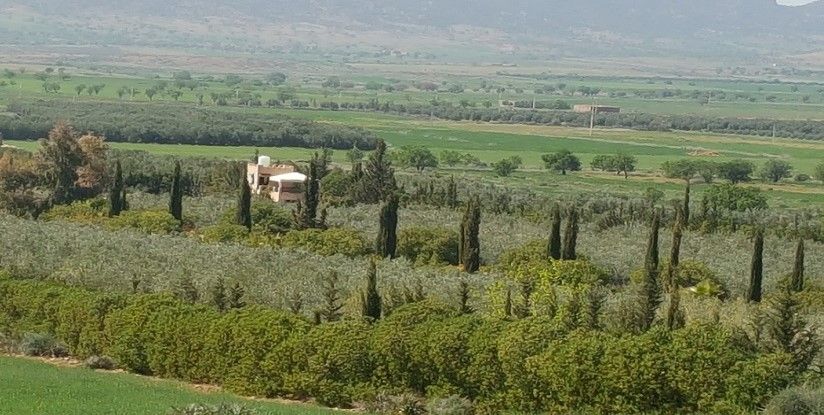 Historique de lolivier pdf picture