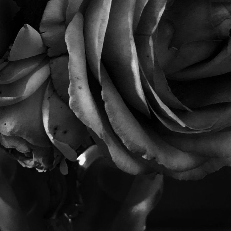 Claudia Chianese - Rose is a rose is a rose is a rose