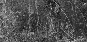 Antonio Di Cecco  - Ciò che resta. Materiali per un archivio sensibile intorno alla natura del fiume