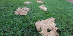 Germogliati semi. Omaggio a Joseph Beuys nel Quarantennale della scomparsa 