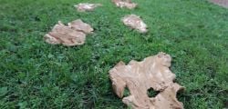 Germogliati semi. Omaggio a Joseph Beuys nel Quarantennale della scomparsa 