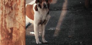 Le nouveau refuge animalier de Marley