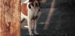Marley's new Animal Shelter