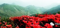 [MayHoliday]Nice Tiejiang Mt Hiking with Red Azalea/Wild FLowers