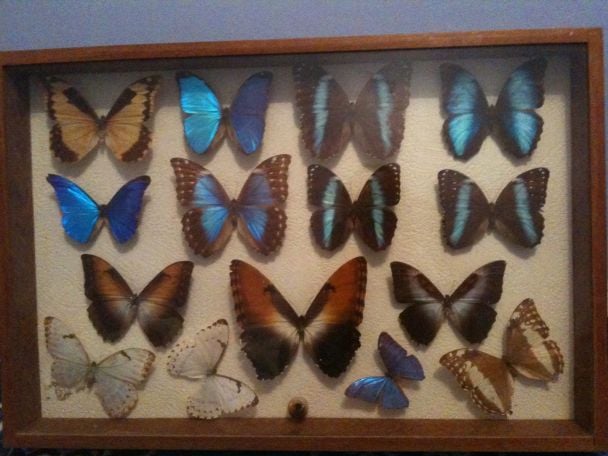 Morphos Guyanais.