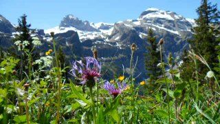 Bernise Alps with wild summer flora