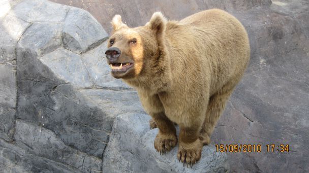 Bear in Krakow Zoo