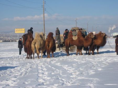 Camels near UB
