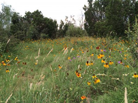 Wild flowers in Texas desert