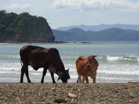 Cow on the Beach