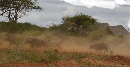 Bufalos at Tsavo Mashariki camp, Kenya