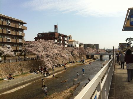 Cherry Blossoms ＠ Ashiya River
