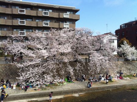 Cherry Blossoms ＠ Ashiya River