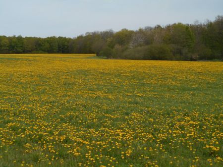 Campi di tarassaco in fiore!